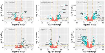 Transcriptome Profile of Rat Adrenal Evoked by Gonadectomy and Testosterone or Estradiol Replacement